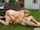 bbw facesitting pawg