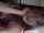 camgirl asian korean