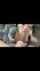asian tattoo blowjob