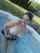 topless pool bikini