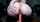 camgirl ass dildo
