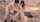 school uniforn squirting jav