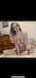 blond deapthroat cum in mouth