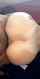 interracial amateur doggystyle