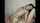 webcam lesbians kissing