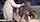 treesome jav teen