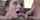 cumshot blowjob brunette