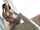 pigtails stocking creampie