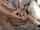 fingering doggystyle cumshot