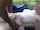 cuckold interracial bbc