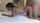 doggystyle intercourse petite