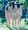 nice ass three threesome