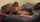 ebony ass sex