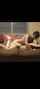 amateur teen couple
