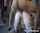 bukakke stockings doggystyle