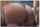bigbutt advertisement straight