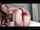 camgirl webcam brunette