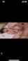 jav hairy creampie