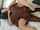 amateur cuckold interracial