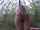 forest ass public