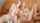 lesbian masturbation lesbian women