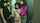 2girls threesome handjob