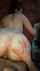 doggy style homemade amateur