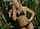 blonde creepyteens bikini