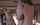 camgirl beauty blowjob