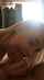 amateur blonde blowjob