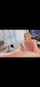 blonde blowjob pornstar