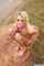 blonde tied fuck