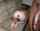 interracial bbc anal