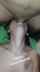 amateur blowjob brunette