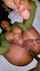 ebony anal homemade
