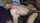doggy interracial blonde