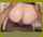big ass pawg bounce