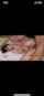 jav hairy creampie