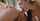 threesome blowjob brunette