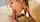 blowjob swallow cum