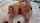 calsie calvert anal amateur