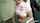 japanese petite jav