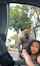 ebony doggy beautiful