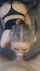 amateur blowjob asian