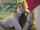teen suck blowjob