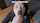 facial bbc sucking dick