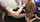 amateur interracial black