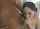 brunette anal