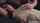 brunette teen creampie