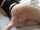 pawg big ass curvy
